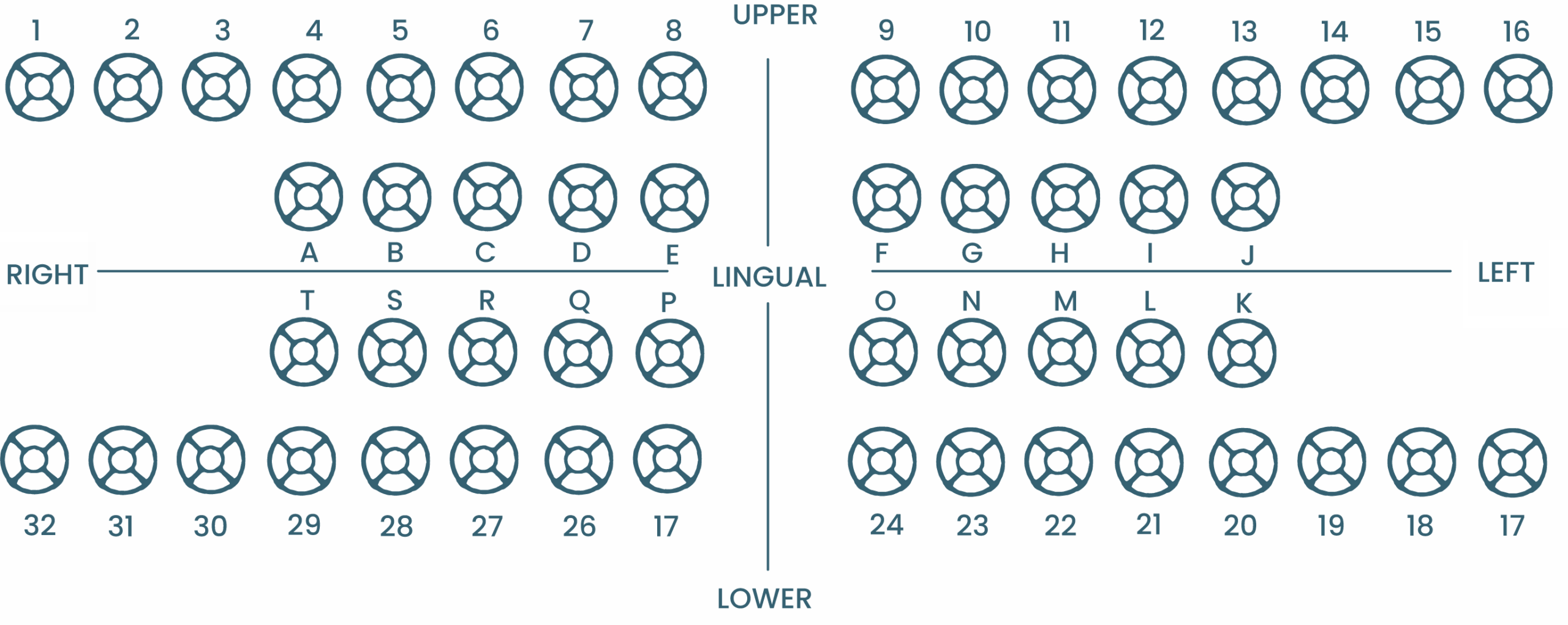 Tooth chart reference